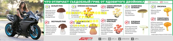 прущие грибы Аркадак